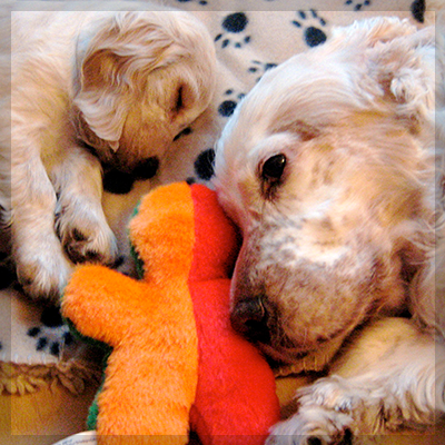 ペットメモリアル